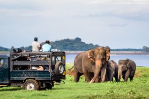 Read more about the article Unleashing the Wild: A Complete Guide to Sri Lankan Safaris